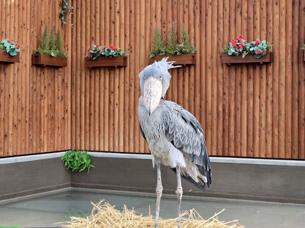 Shoebill stork standing still in an outdoor enclosure at Kakegawa Kachōen Bird and Flower Park.