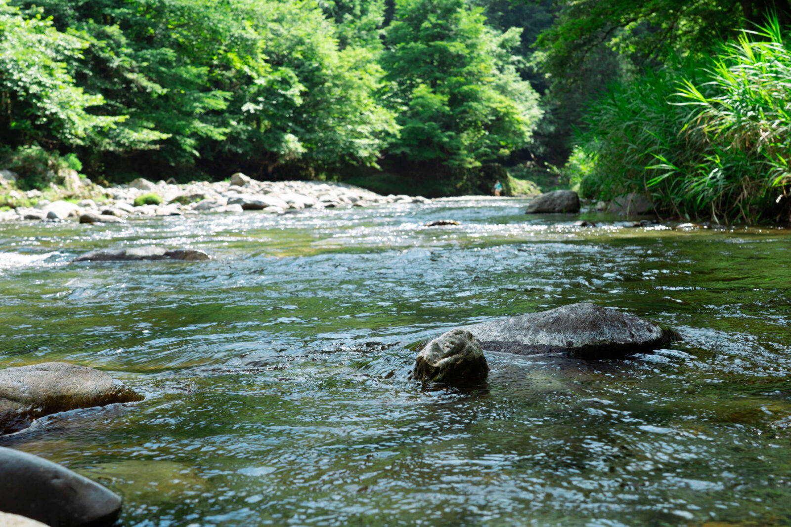 Cool, clear river with mossy rocks surrounded by lush green forest at Pascal Kiyomi campsite.