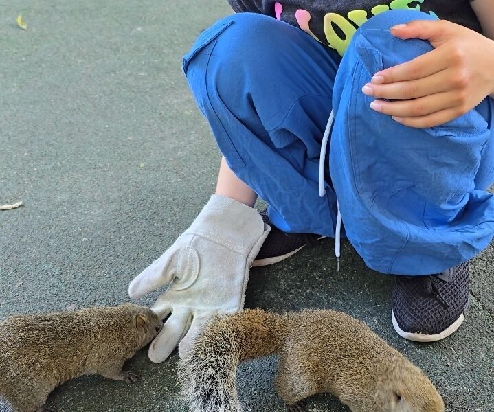 image of girl feeding squirrel 
