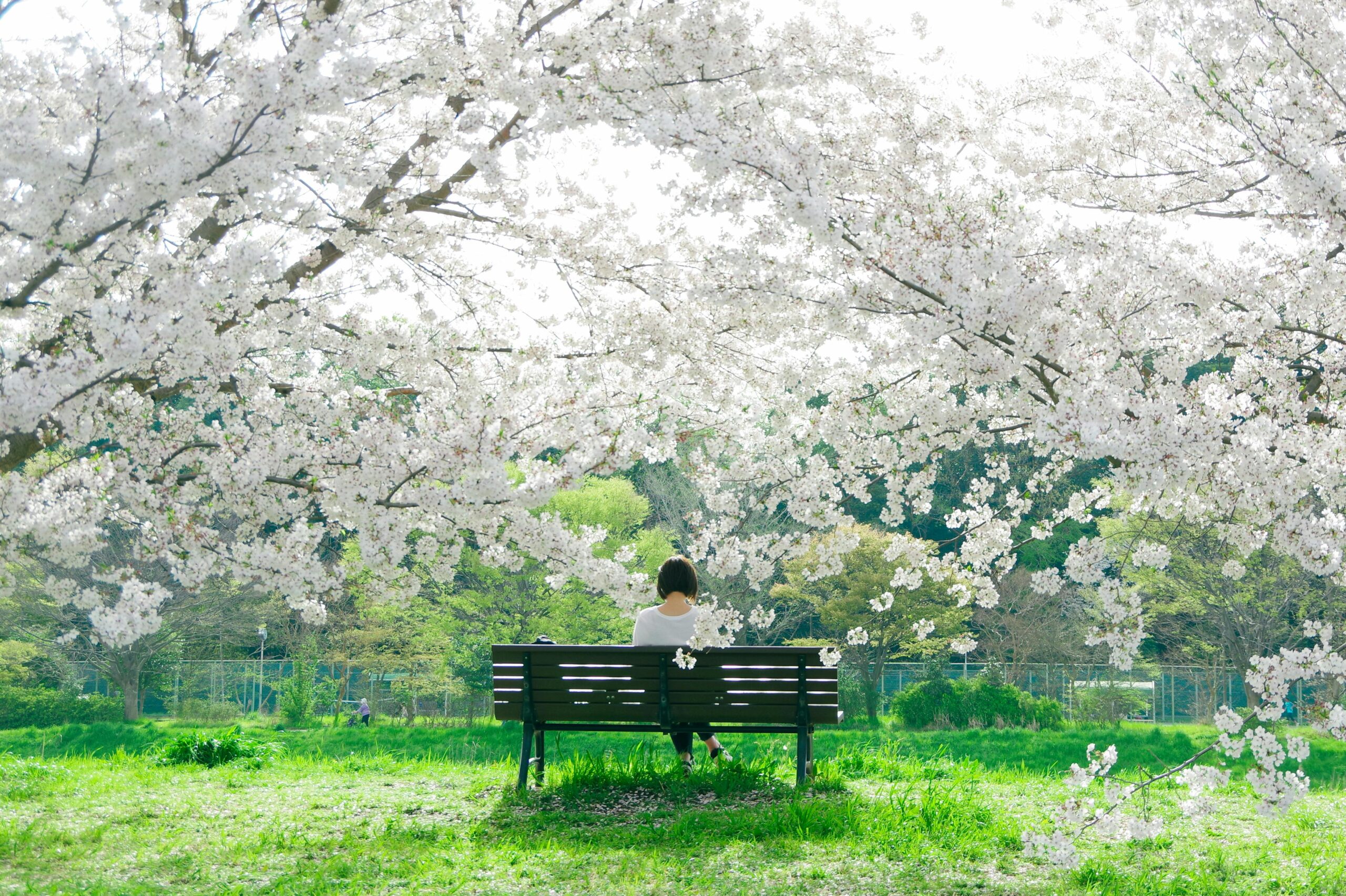 A person sits alone on a park bench surrounded by blooming cherry blossoms under the spring sunlight.