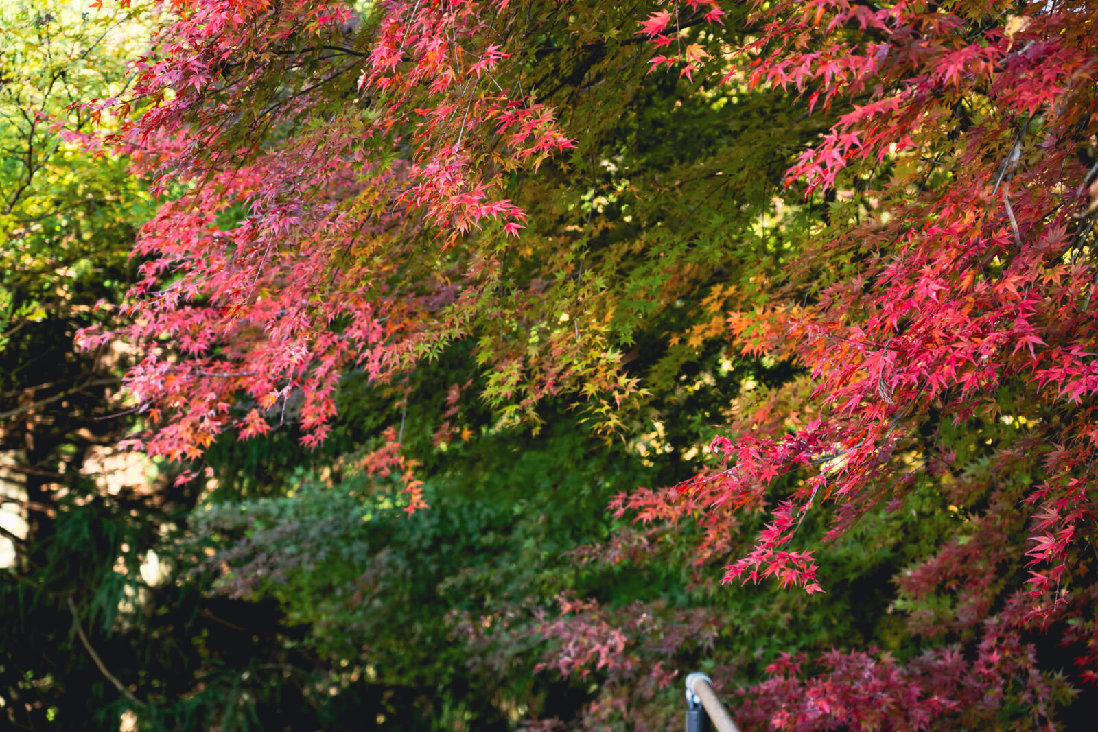 Vibrant autumn maple leaves in shades of pink, red, and green hanging over a forested background in Magome-juku.