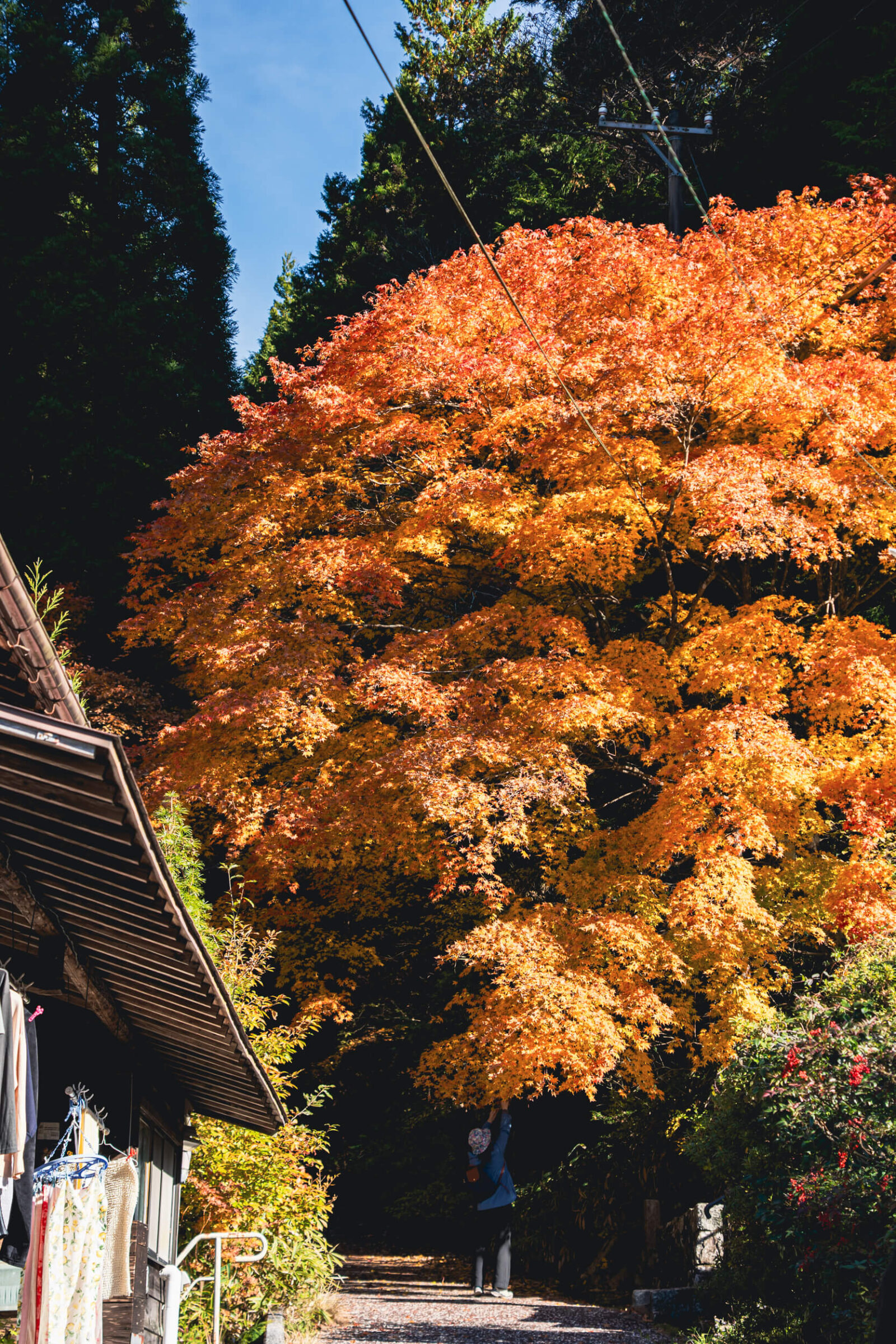 Golden-yellow maple leaves glowing under sunlight, creating a warm canopy against the dark forest in Magome-juku.