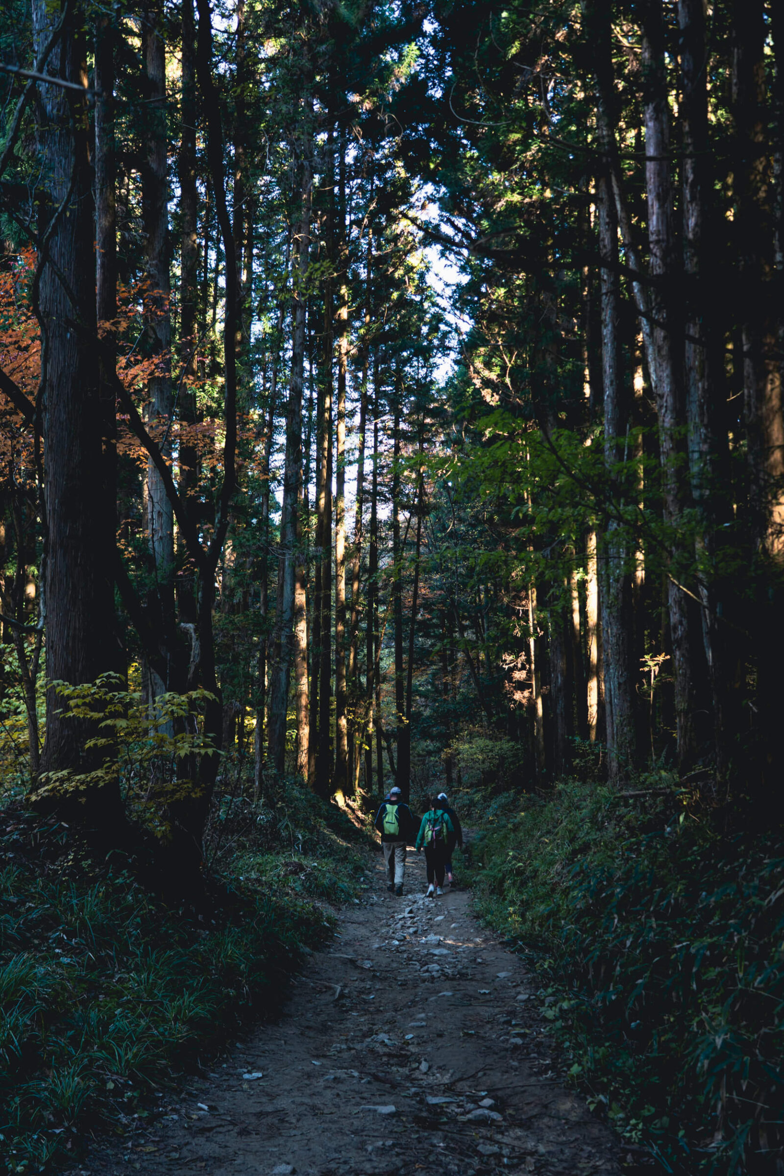 A large maple tree bursting with bright orange autumn foliage along a quiet path in Magome-juku.
