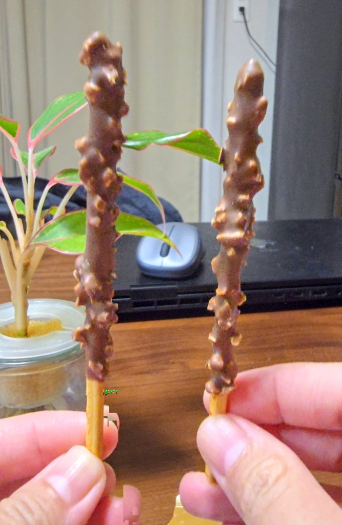 image of two pocky sticks